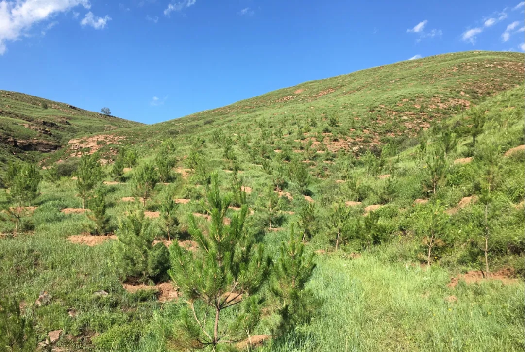 山西建投建工集團(tuán)構(gòu)筑山西寧武縣汾河流域“山水林田湖草”綠色生態(tài)長(zhǎng)城